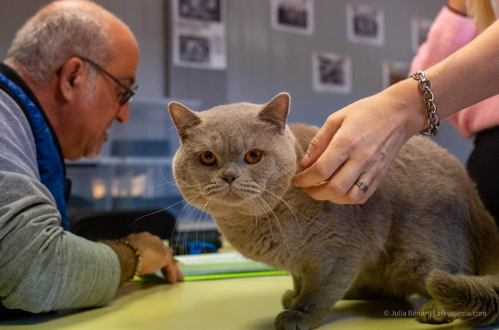 expo feline